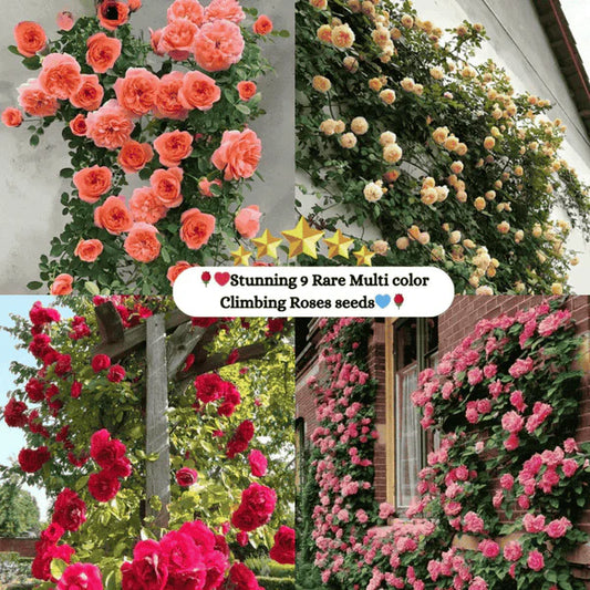 🌹 Premium Climbing Rose Flower Seeds - Multi Colors🌹